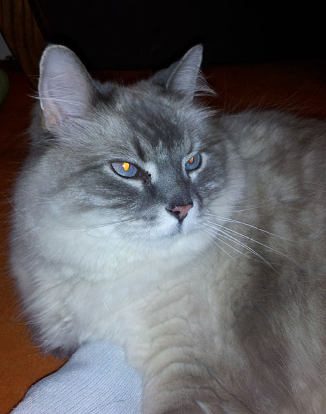 Barney, a Pets Niagara sanctuary resident